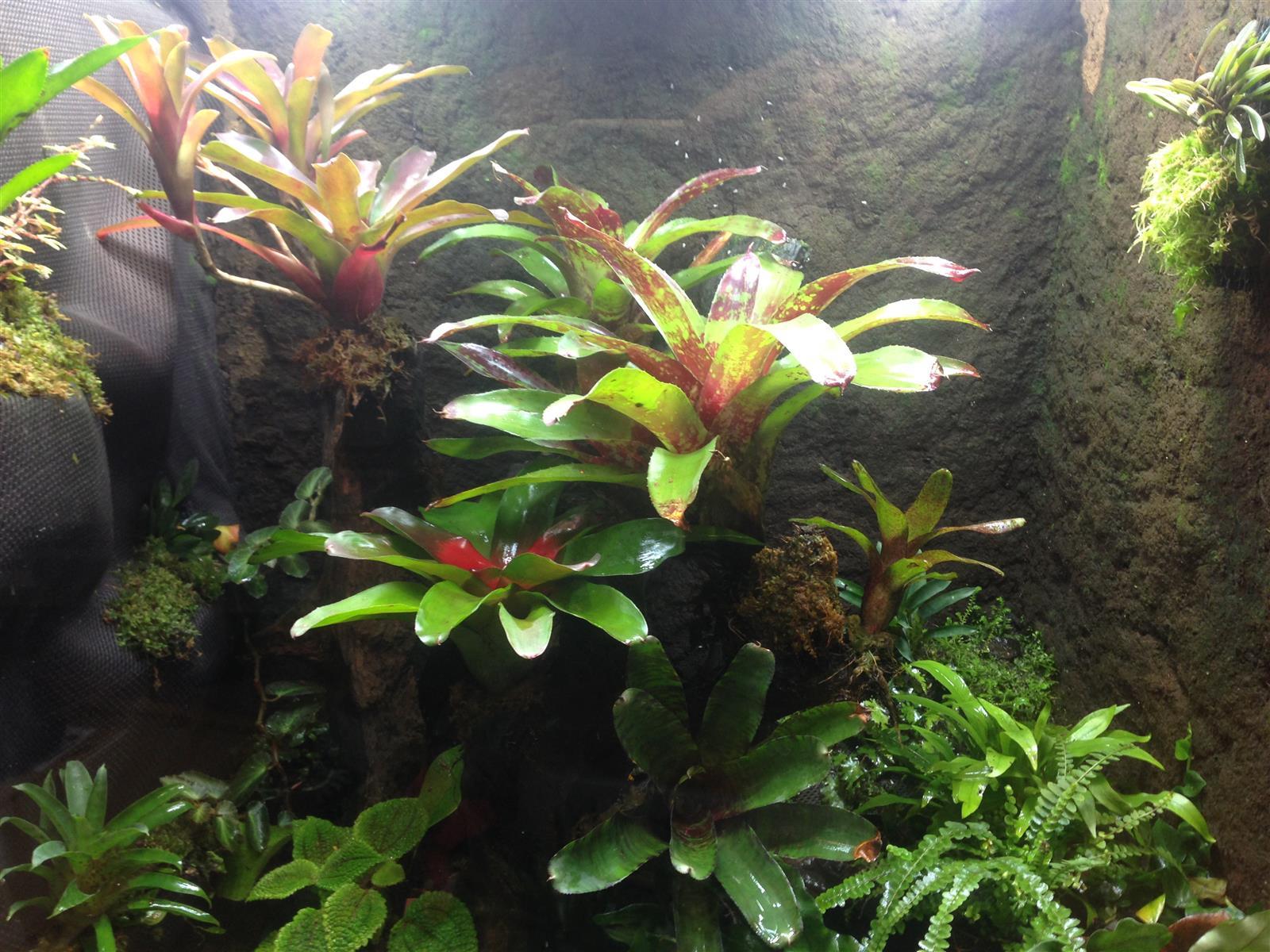 Frosch Terrarium