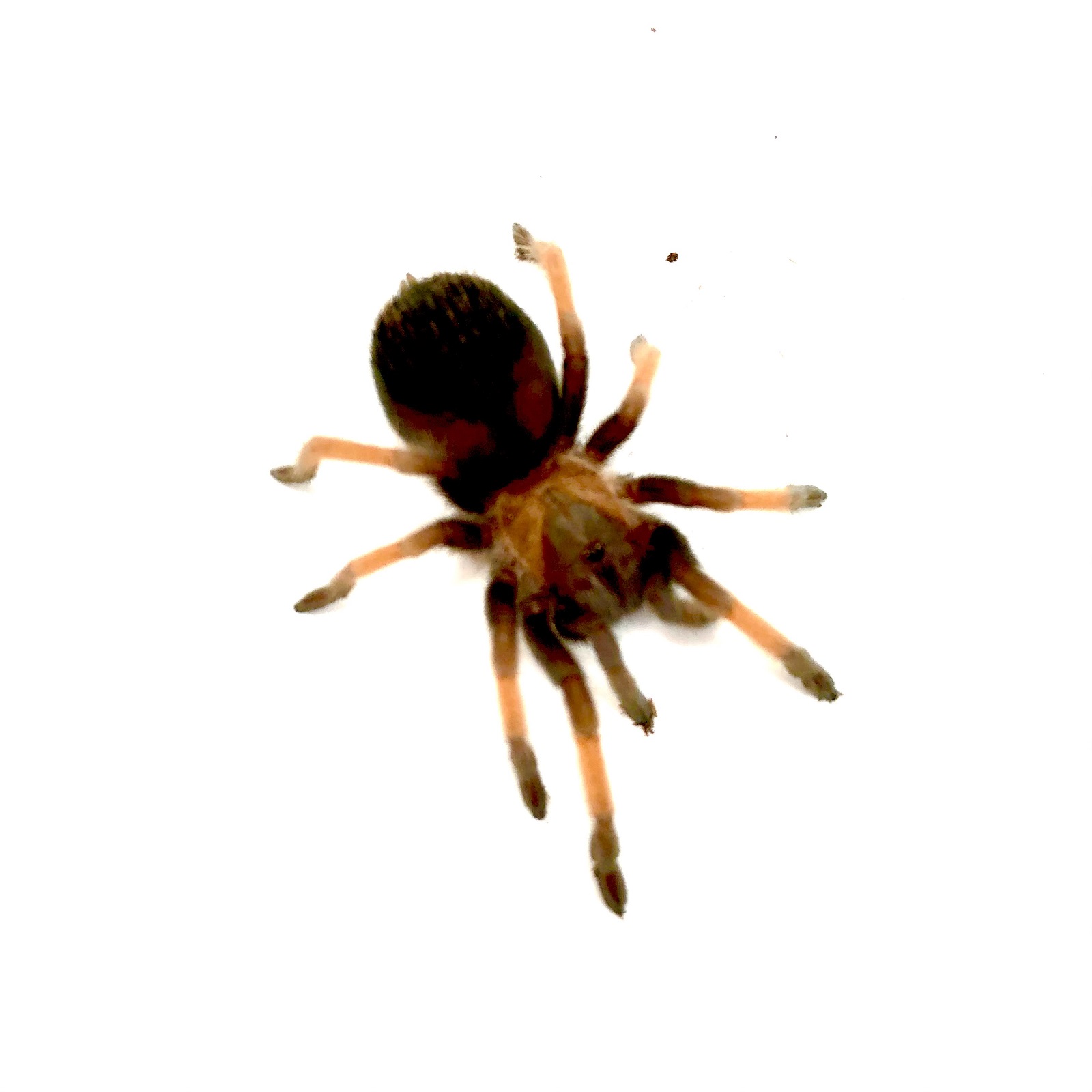 Rotbeinvogelspinne Brachypelma emilia