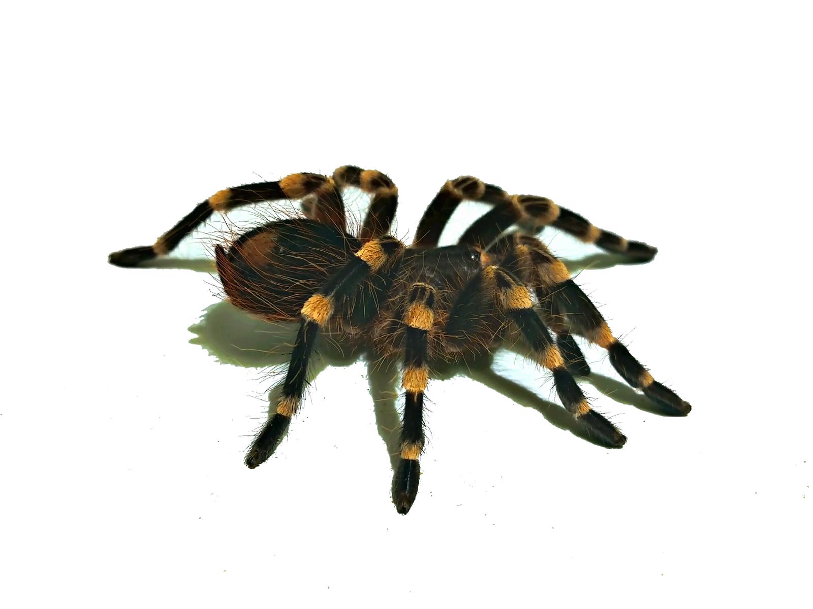 Acanthoscurria geniculata