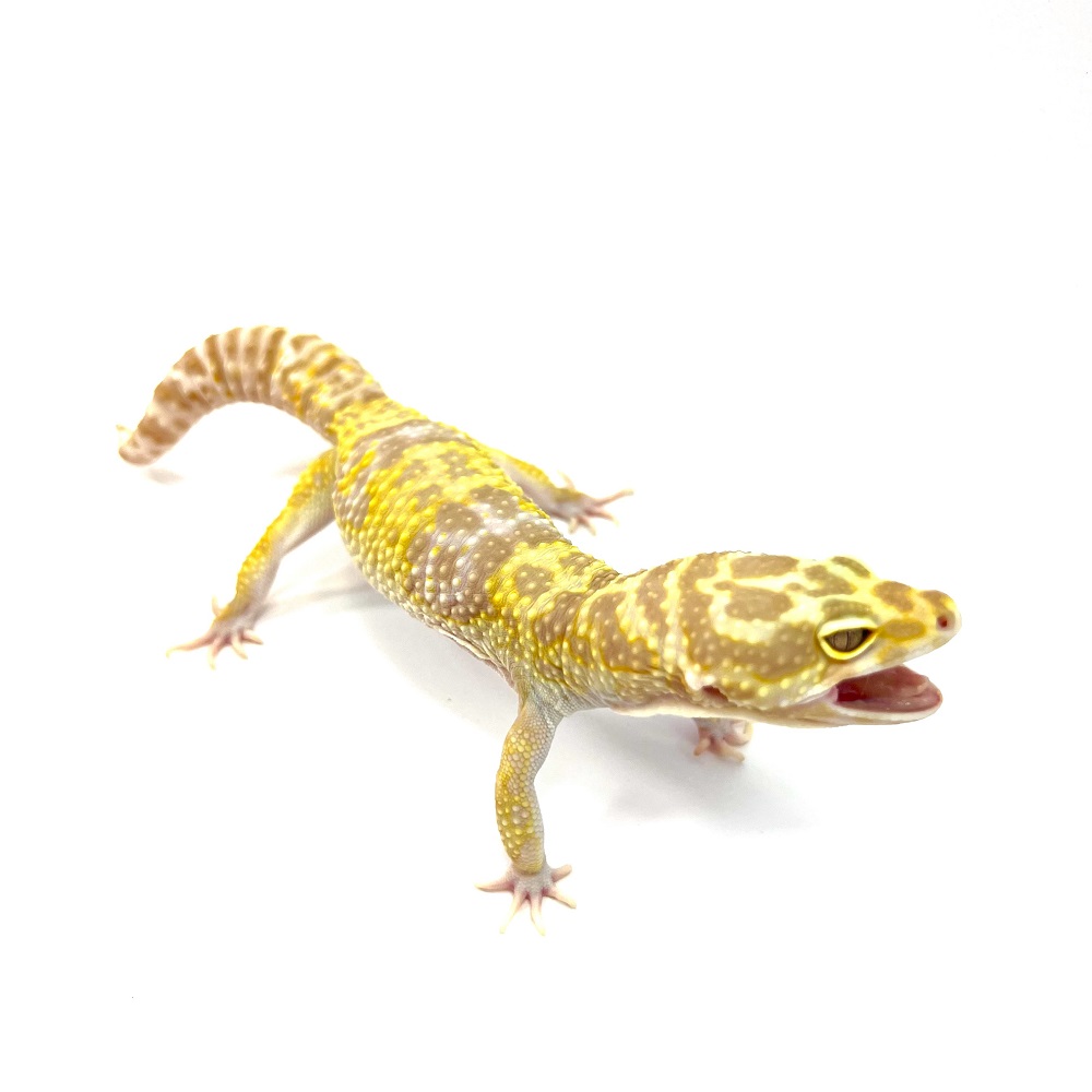 Tremper Albino Giant Bolt Bandit