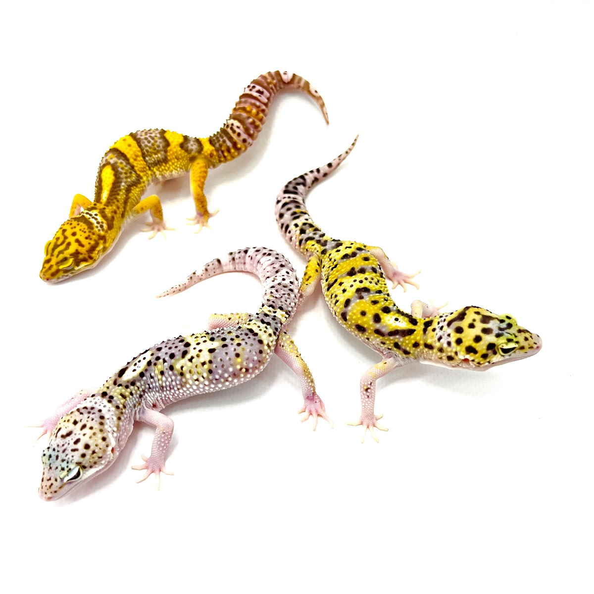 Designer Mix Leopardgecko