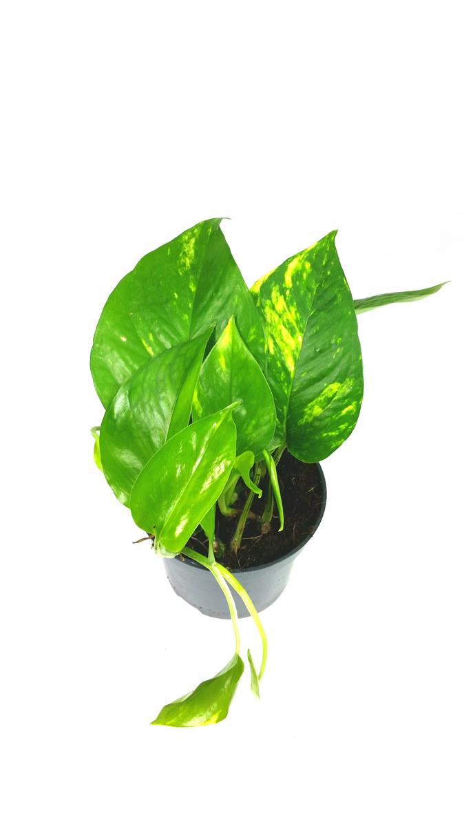 Epipremnum aureum Efeutute