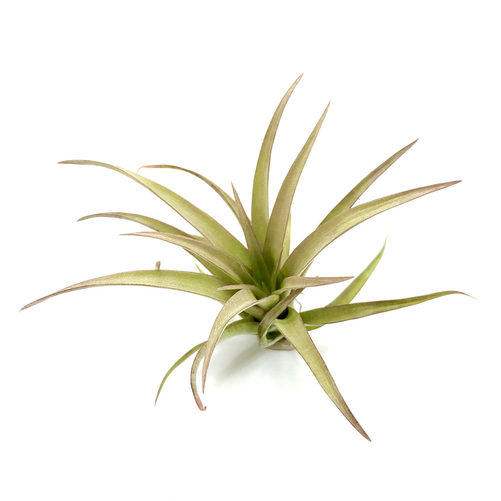 Tillandsia capitata red