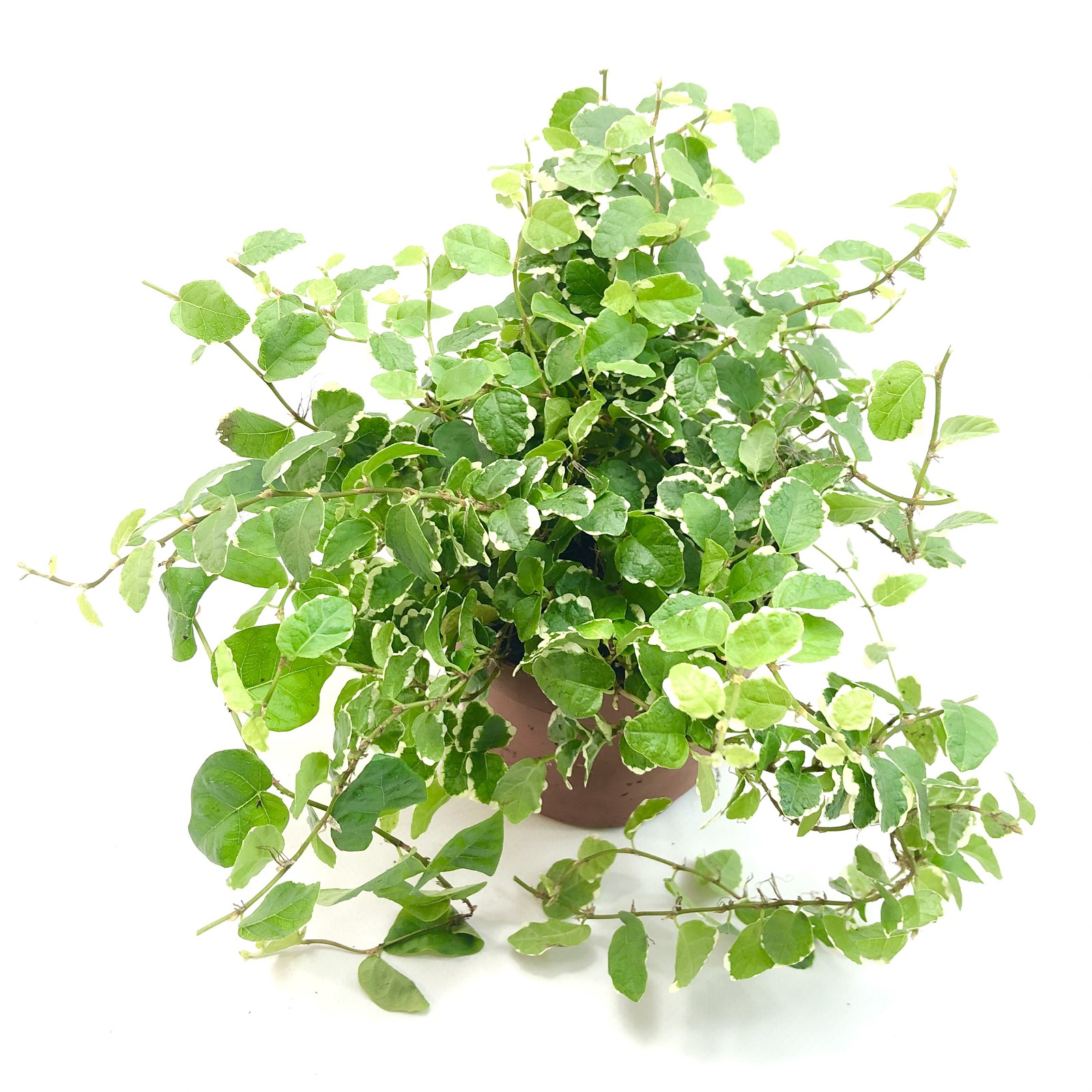 Ficus pumila White Sunny