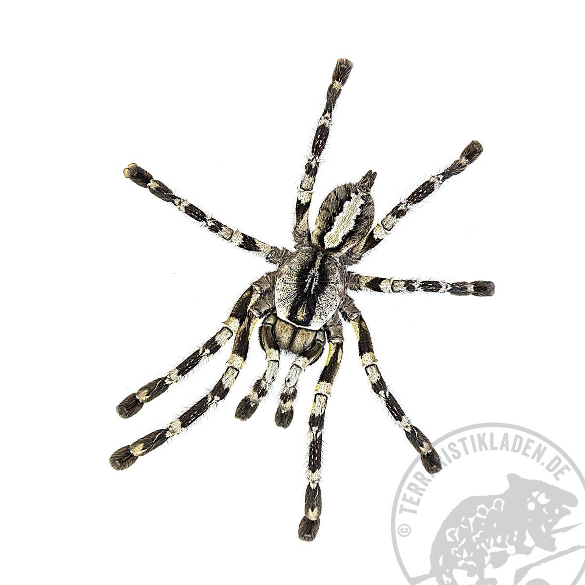 Poecilotheria regalis