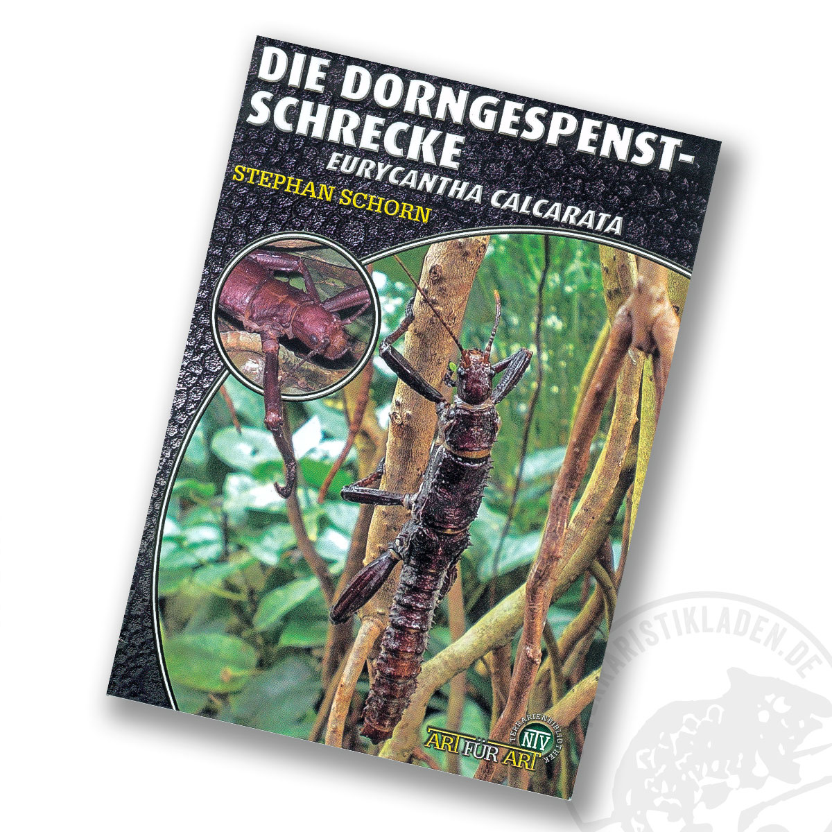 Die Dorngespenstschrecke