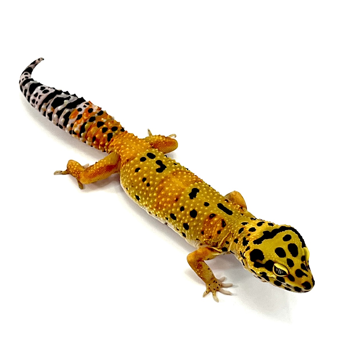 TangerineTornado Leopardgecko