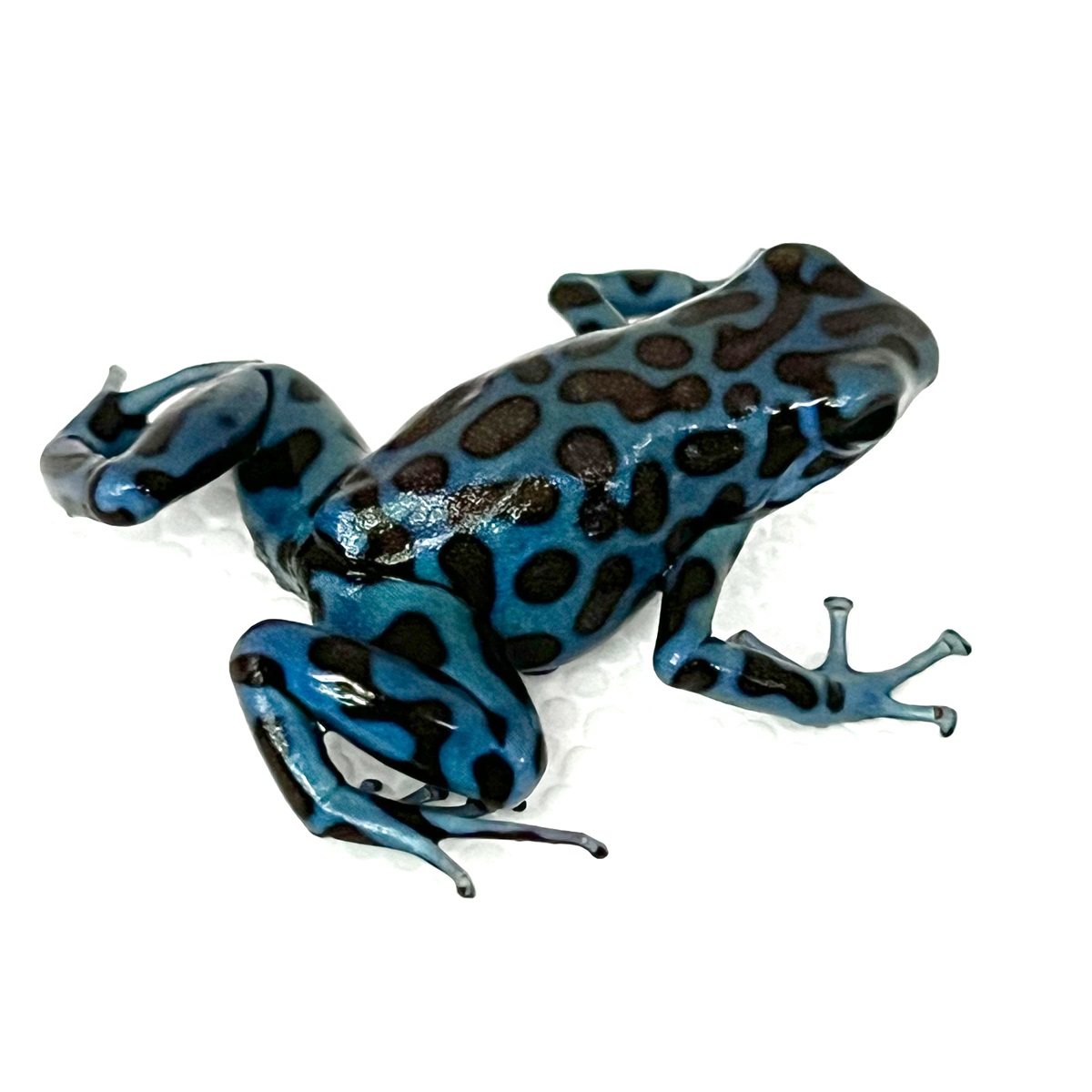 Dendrobates auratus La Coca