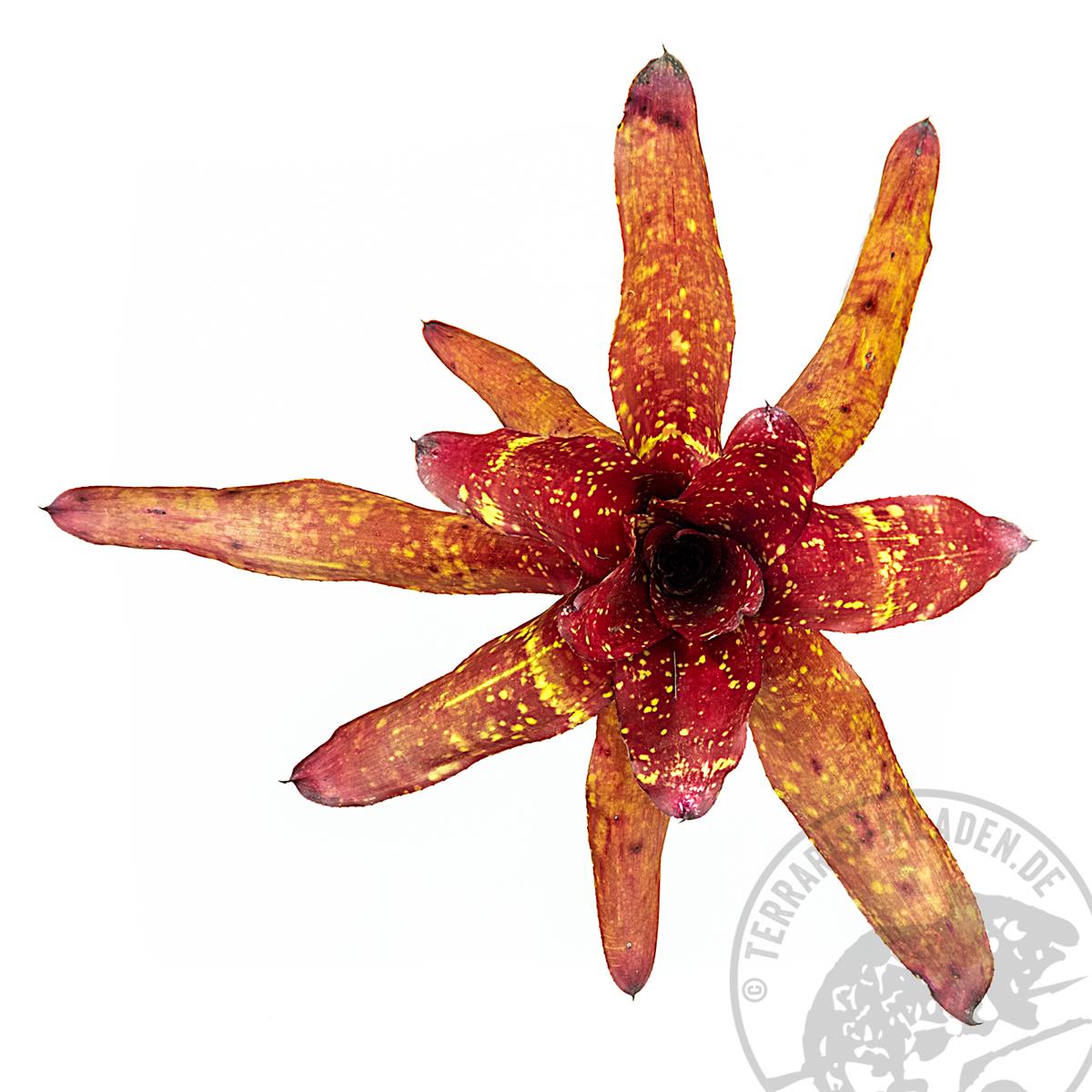 Neoregelia Bright Eye Bromelie