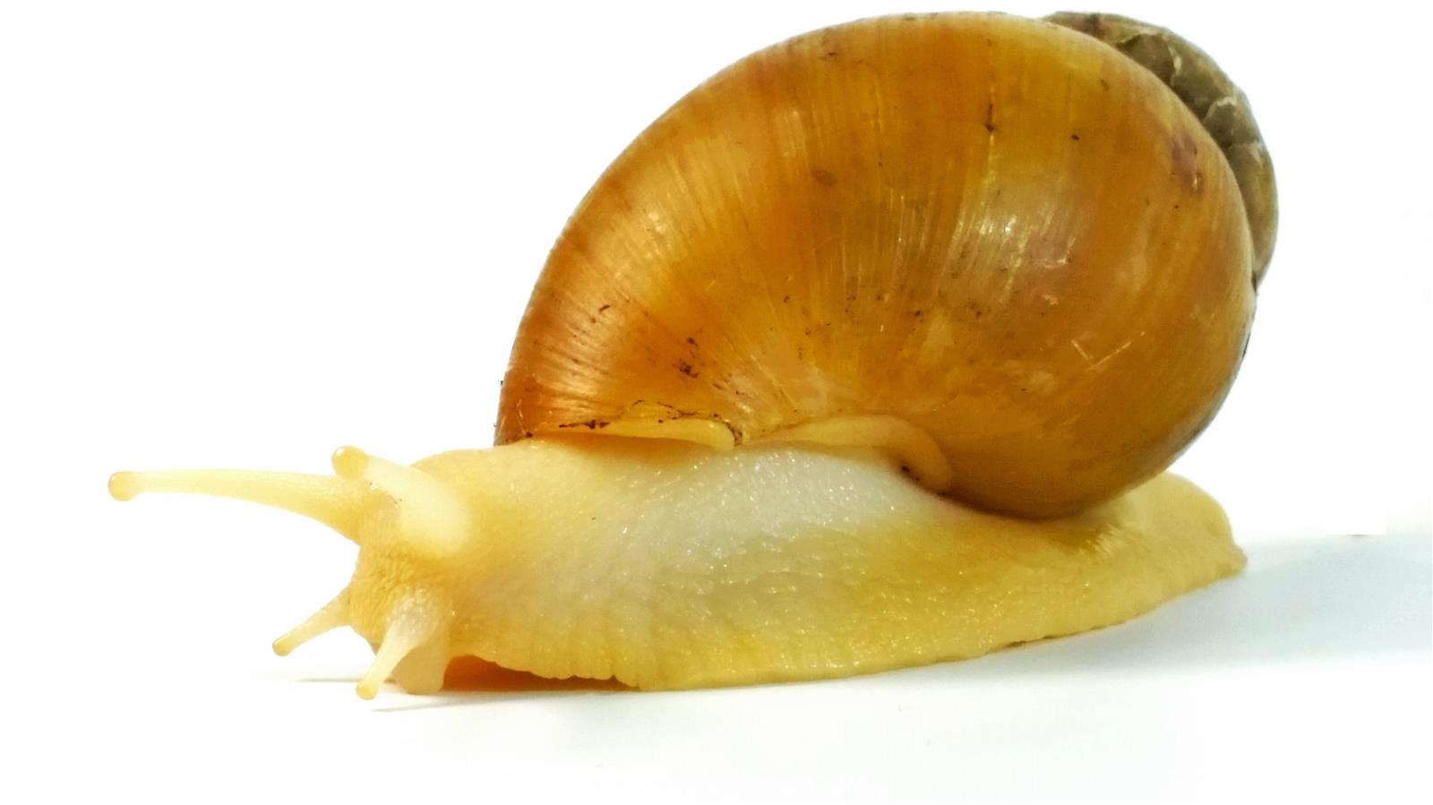 Achatina sp.