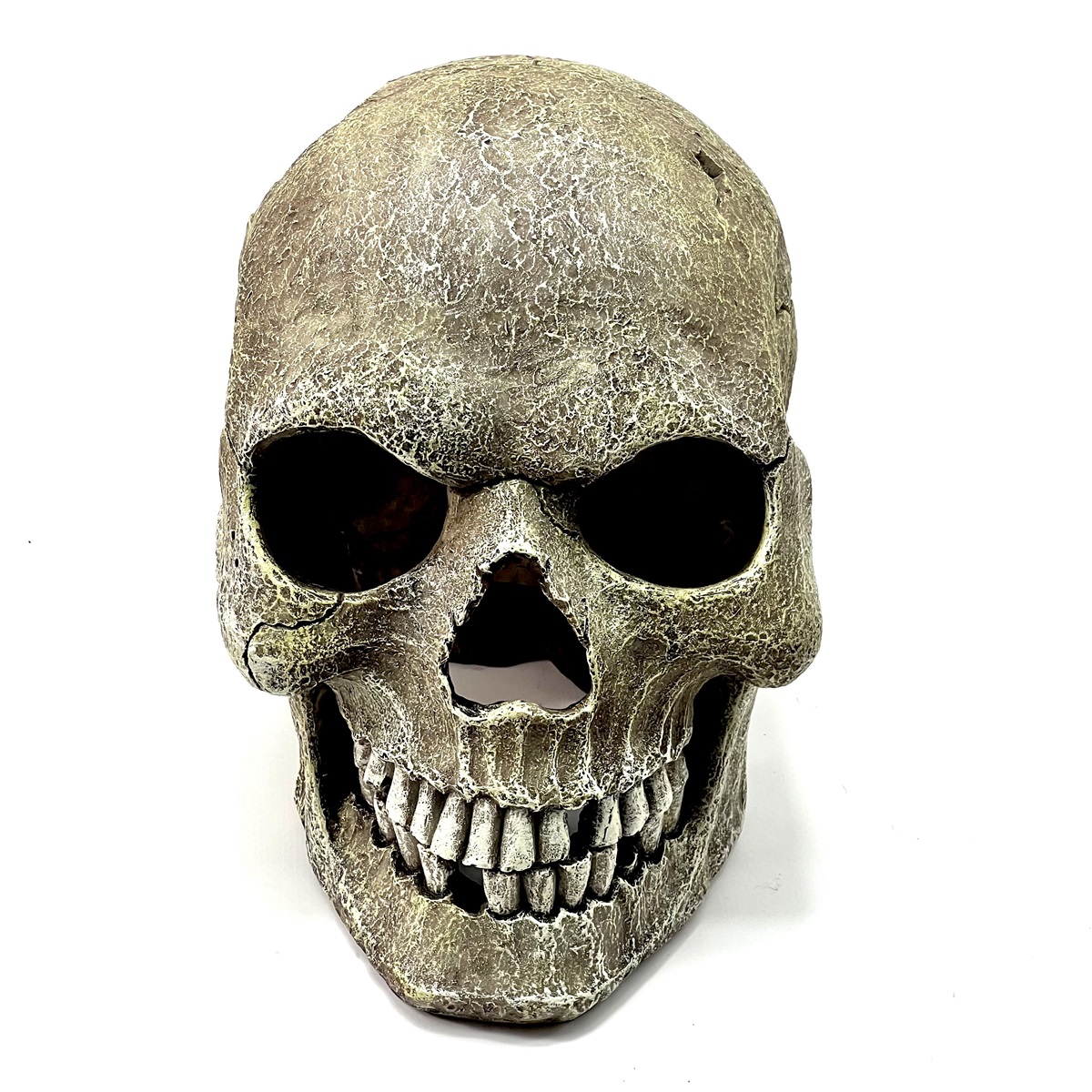 Human Skull