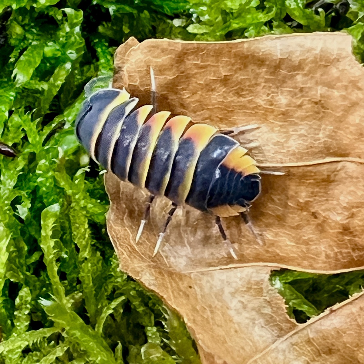 Merulanella sp. Ember Bee