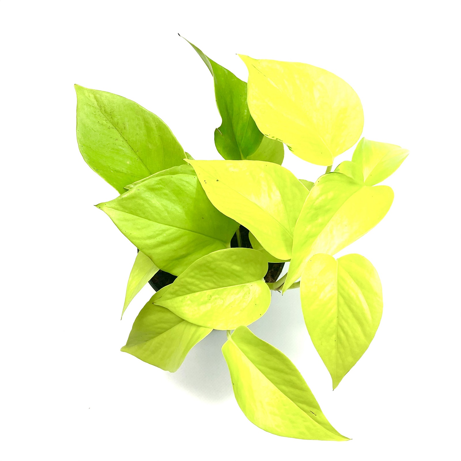 Epipremnum Golden Pothos