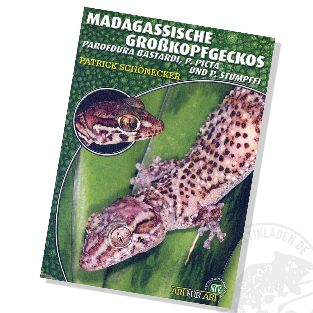 Art für Art - Madagassische Großkopfgeckos (Paroedura bastardi, P. picta und P. stumpffi)