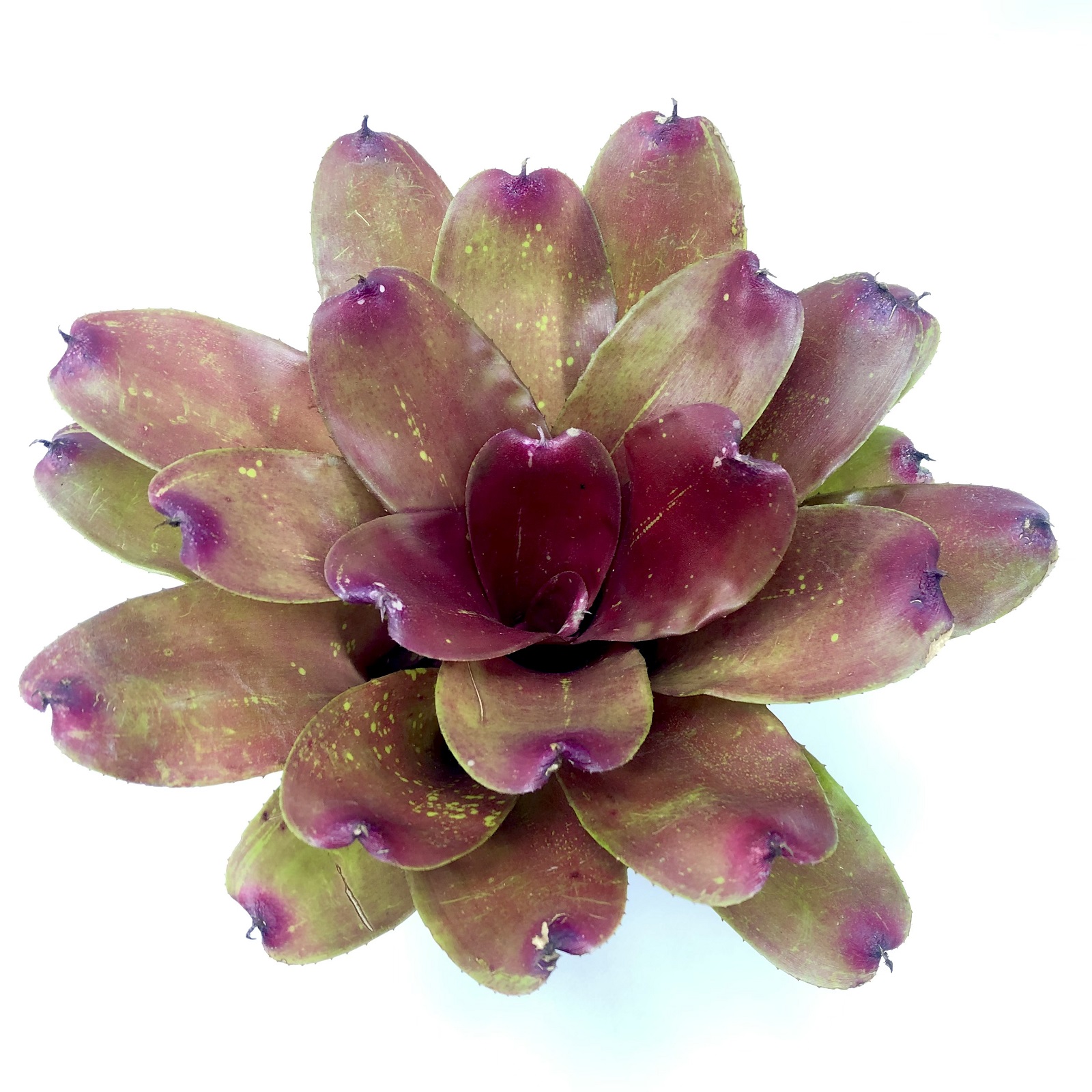 Neoregelia Bob & Grace Hybrid