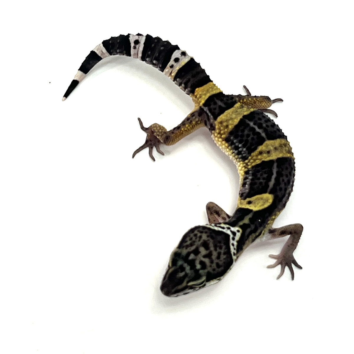 Black Night Leopardgecko