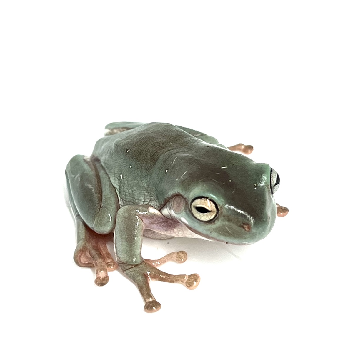 Litoria caerulea Korallenfinger Laubfrosch