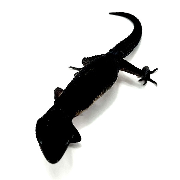 Leopardgecko Black Night