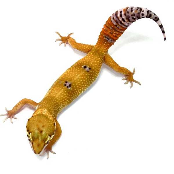 Copper Tangerine Leopardgecko