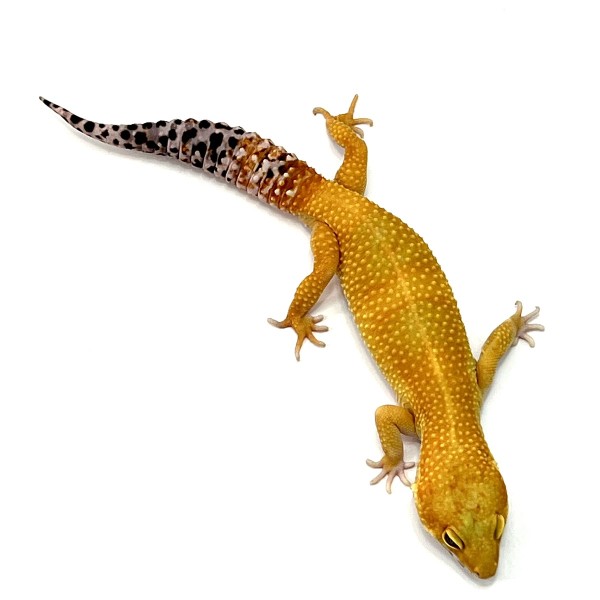 Tangerine Leopardgecko