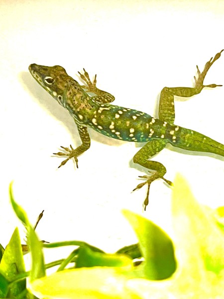 Martinique Anolis roquet summus Zuchtpaar