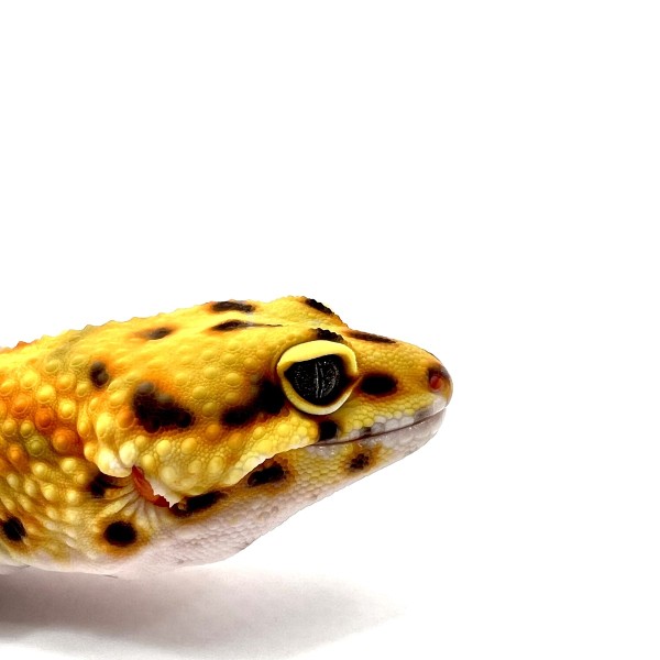 Clown Leopardgecko