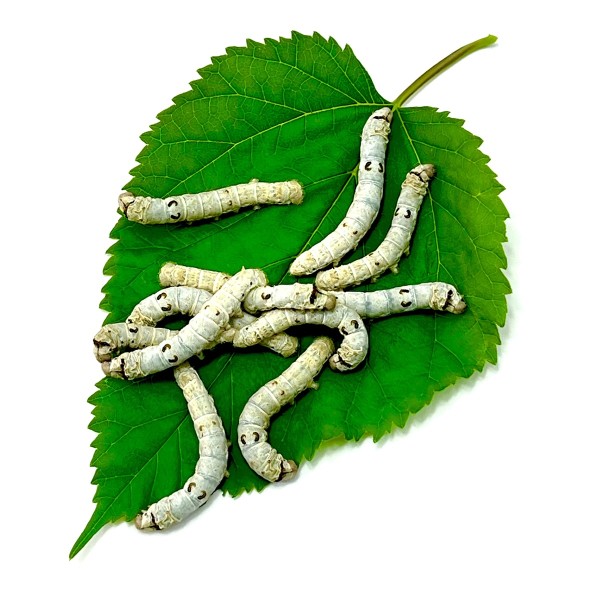 Seidenspinner Silkworms Bombyx mori 100 Stck.