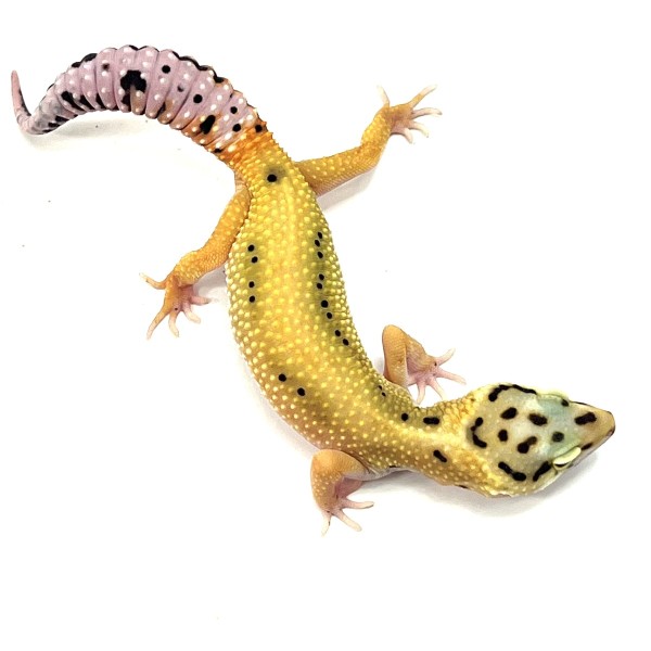 Reverse Striped High Yellow Leopardgecko