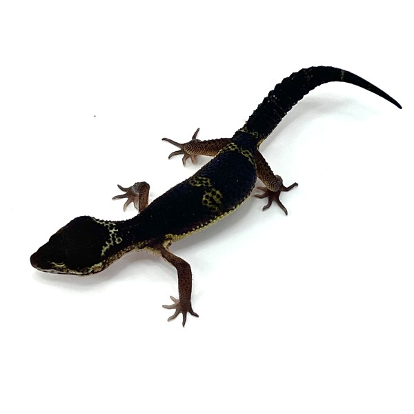 Mack Snow Black Night Leopardgecko