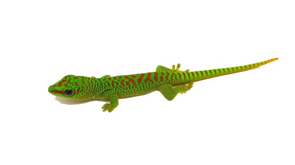 Phelsuma grandis Taggecko