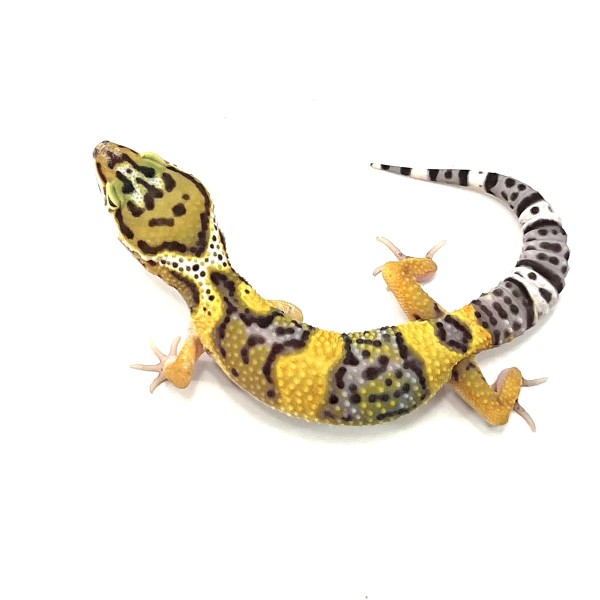 High Yellow Het Blizzard Leopardgecko