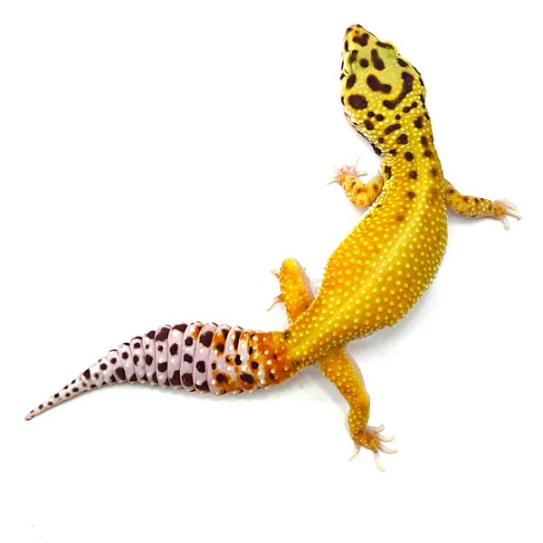 Leopardgecko SH Tangerine