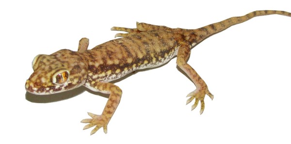 Stenodactylus petrii