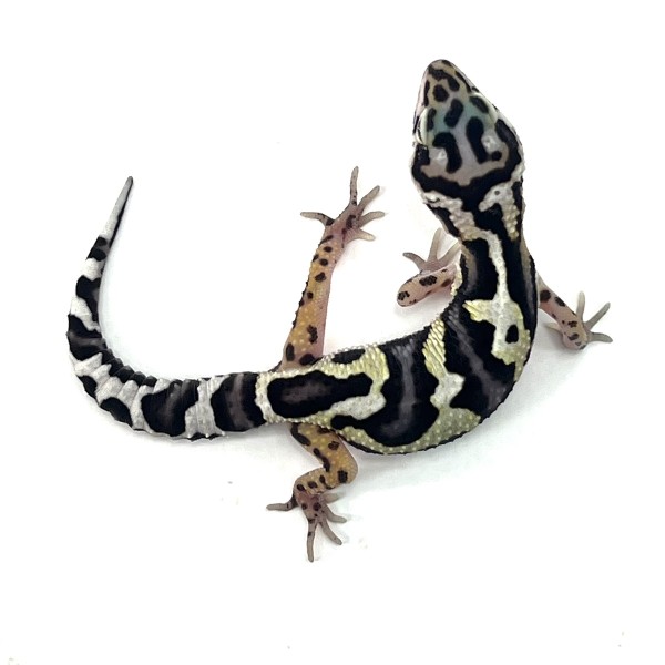 GEM Snow Leopardgecko