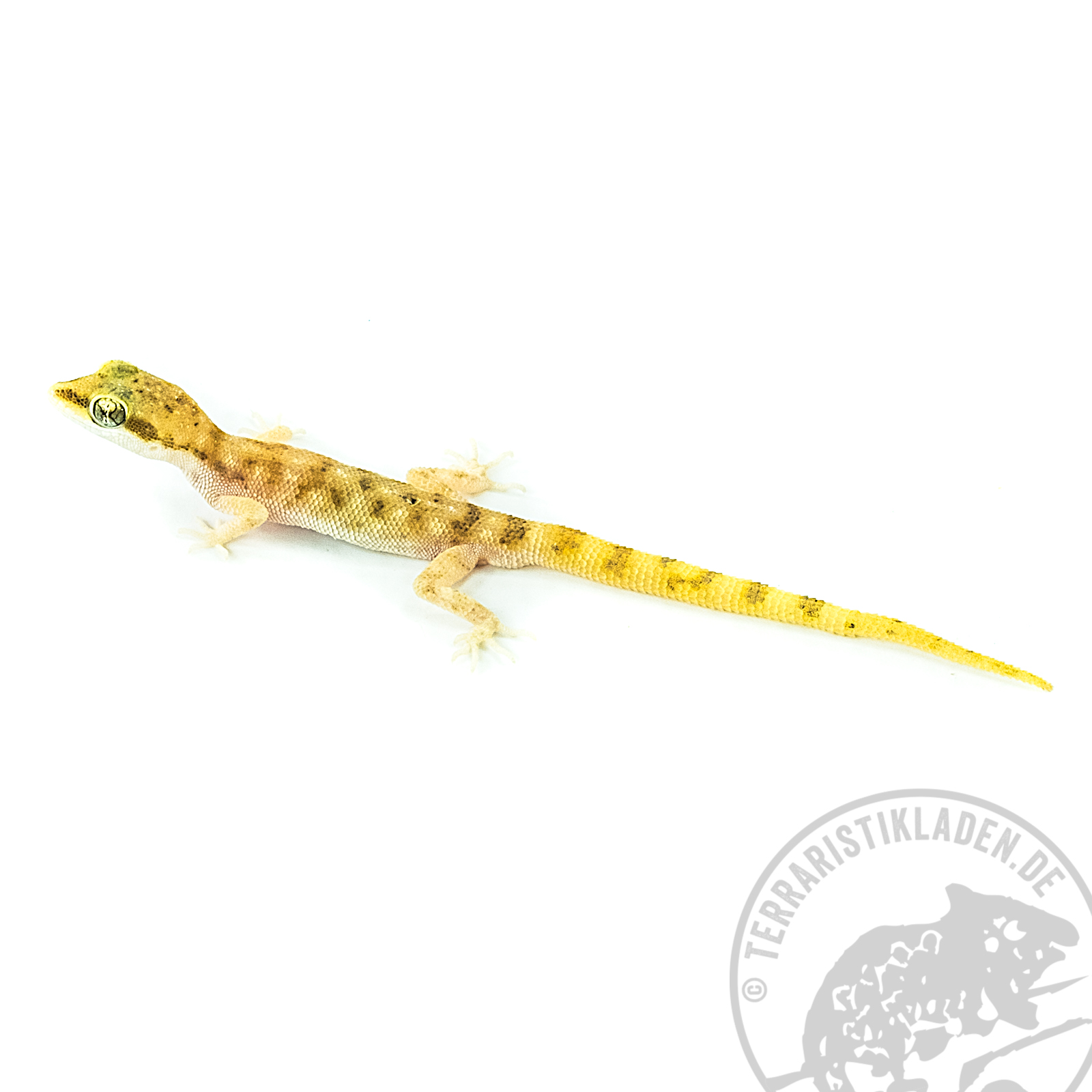 Zwergwüstengecko | Tropiocolotes steudneri | Der Terraristikladen