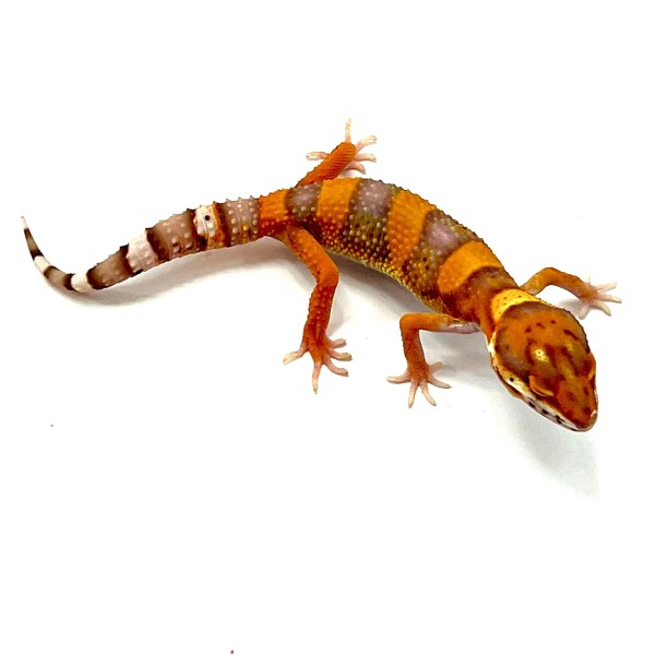 Tremper Albino Blood Tangerine