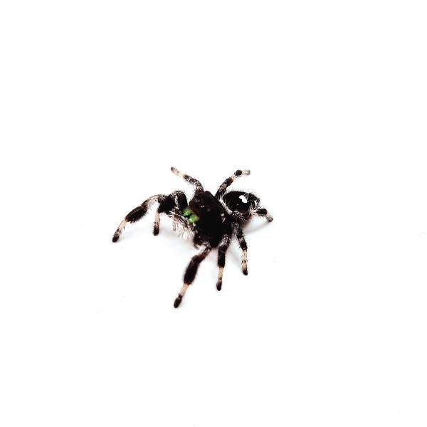 Phidippus regius Springspinne