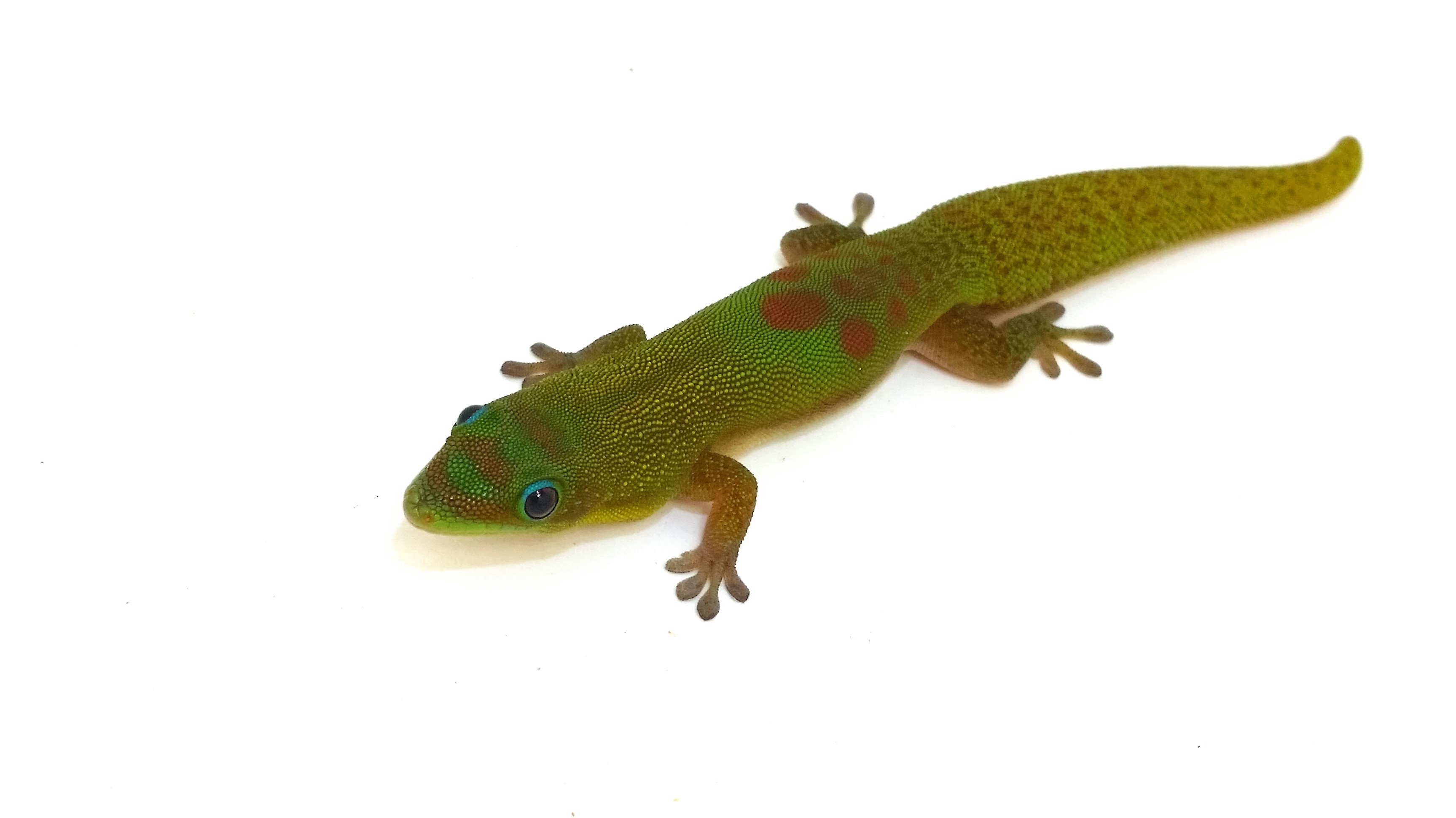 Phelsuma laticauda Goldstaubtaggecko | Der Terraristikladen