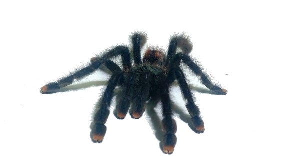 Avicularia cf. metallica