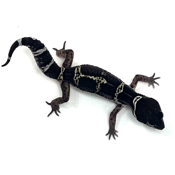 GEM Snow Black Night Leopardgecko