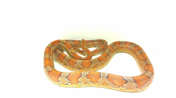 Pantherophis guttatus Classic Kornnatter