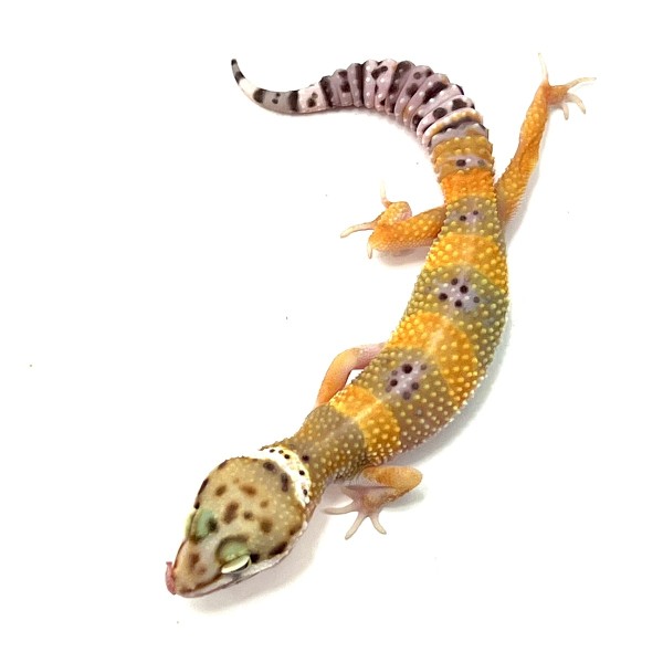 Tangerine Leopardgecko