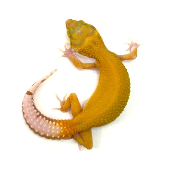 Patternless Tremper Albino Tangerine Leopardgecko