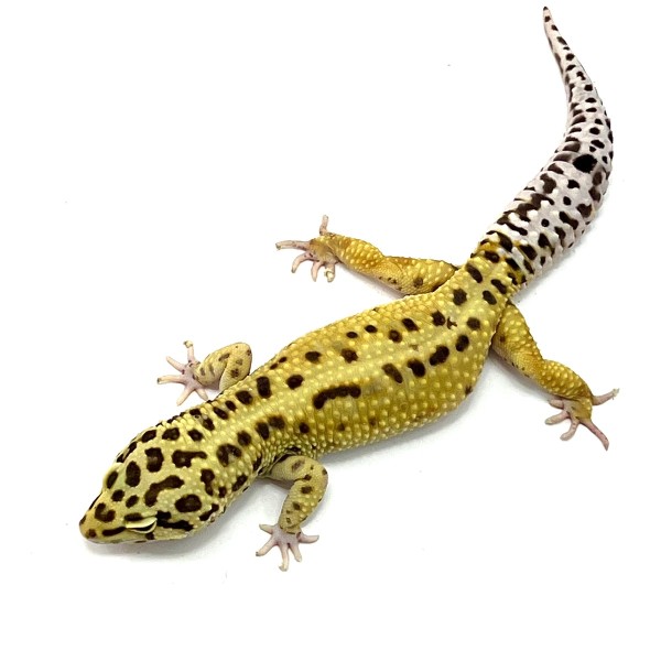 Giant Bold Bandit Leopardgecko