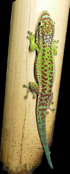 Phelsuma borbonica agalegae