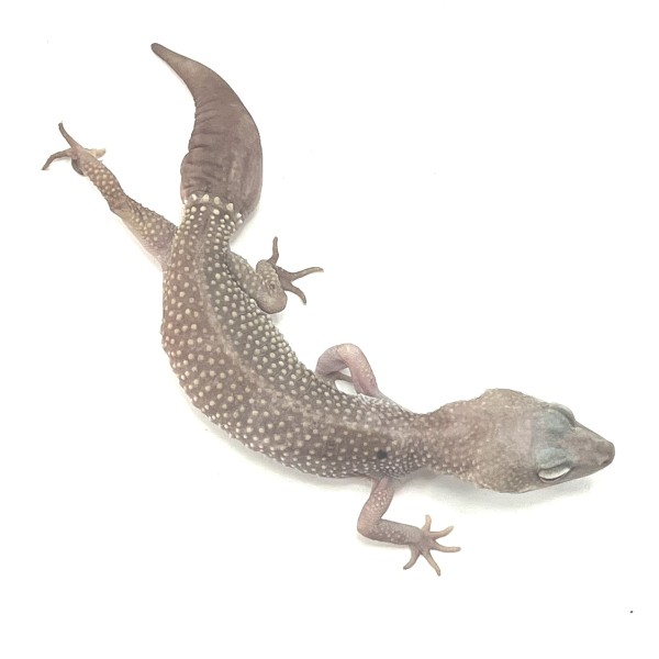 Blizzard Leopardgecko