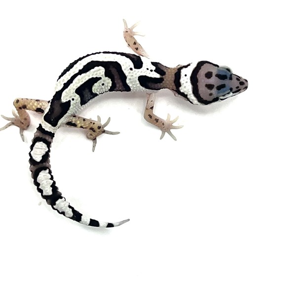 Leopardgecko GEM Snow Jungle