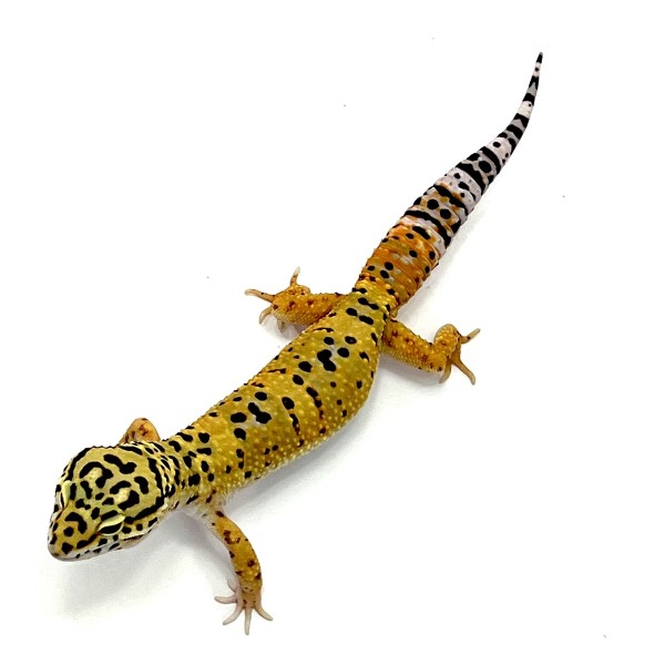 Tangerine BlackNight Leopardgecko