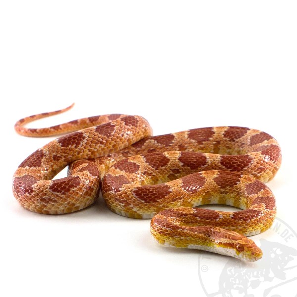 Kornnatter Red Albino