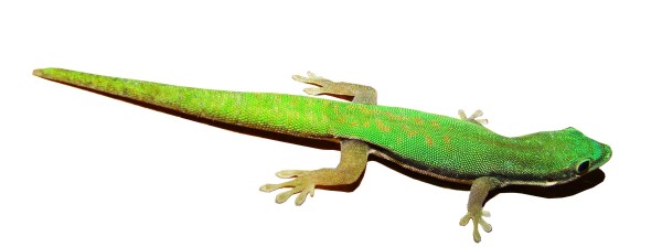 Phelsuma nigristriata Schwarzstreifen-Taggecko